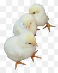 Baby Chick Png - Chicken Png Download Baby Chick Png Baby Chicks Transparent Background Emoji,Baby Bird Egg Emoji