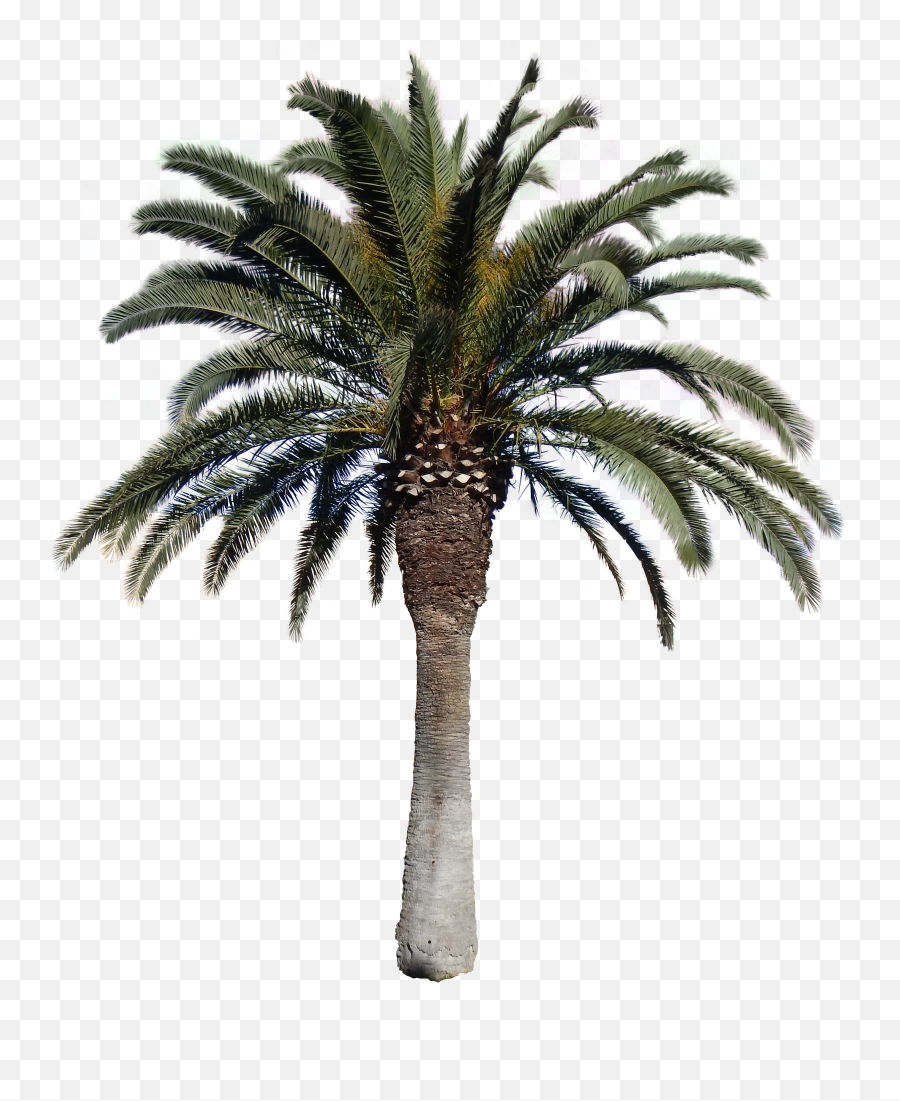 Download Free Png Palm Big Png With Alpha Tree 43062 - Free Emoji,Emojis Ios Palm Tree