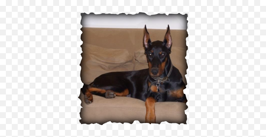 Testimonials And Pupdates - Akc Doberman Puppies For Sale Emoji,Tasmanian Devil Emoticon