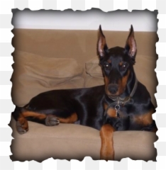 Testimonials And Pupdates - Akc Doberman Puppies For Sale Emoji,Tasmanian Devil Emoticon