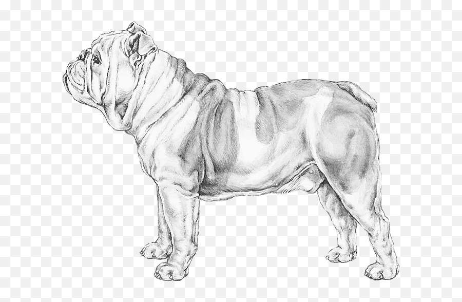 English Bulldog - Pedigree Breeds Dogwellnet Emoji,Shar Pei Emoticon