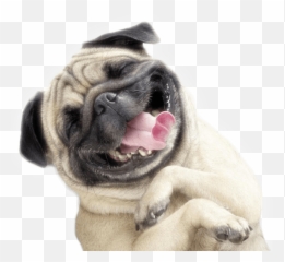 My New Home At Old Town Road 4295 Delespine Rd Cocoa Fl Emoji,Pug Emoticon Faces