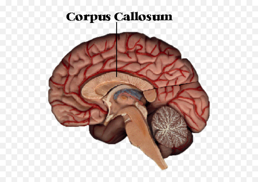 Cerebral Cortex Flashcards Cheggcom - Corpus Callosum Of Human Brain Emoji,Part Of Brain For Emotion