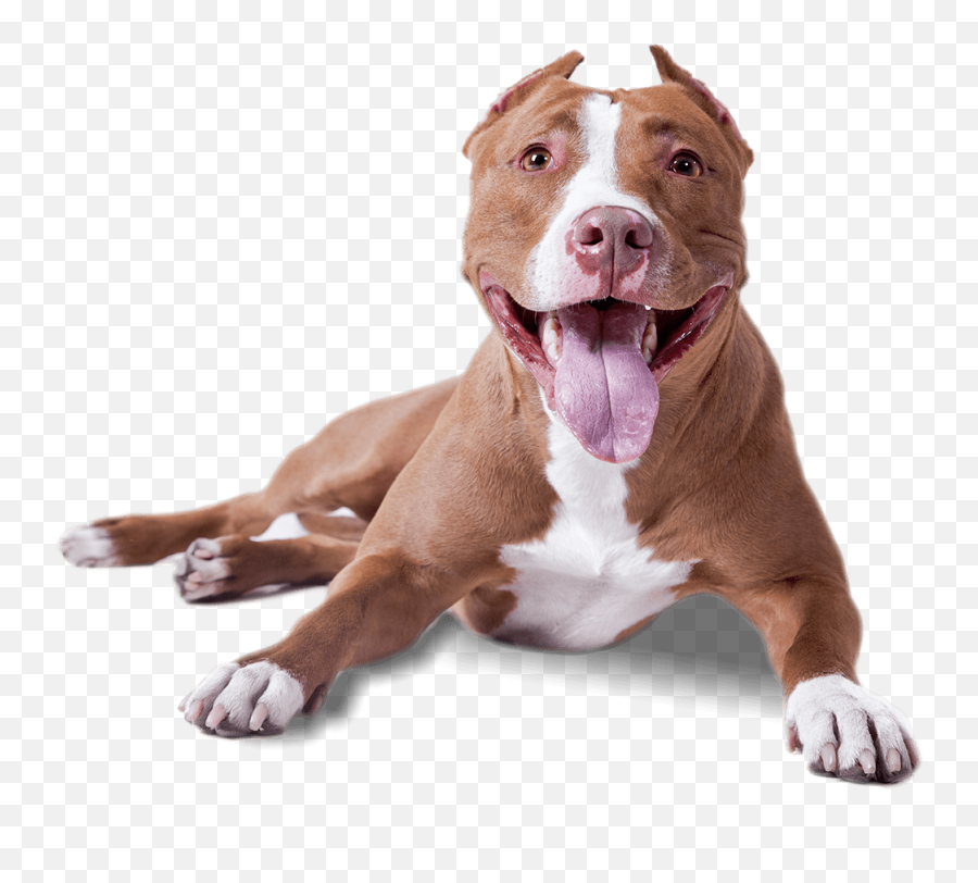 Dog Pitbull Sticker Emoji,Emoji Of Pitbull