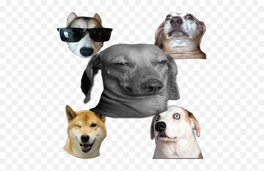 Dog Memes Stickers - Wastickerapps U2013 Apps Bei Google Play Sure That Was A Cigarette Emoji,Shiba Inu Emoji