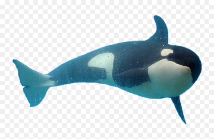 Orca Dolphin Whale Orque Sticker - Killer Whale Emoji,Orca Emoji