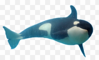 Orca Dolphin Whale Orque Sticker - Killer Whale Emoji,Orca Emoji