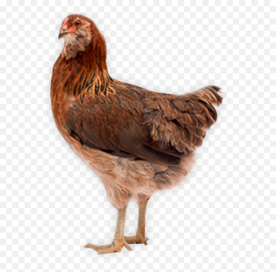 Chicken Icon Png - Chicken Photo Clear Background Emoji,Rooster + Chicken Leg Emoji