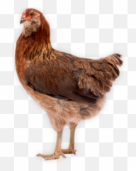 Chicken Icon Png - Chicken Photo Clear Background Emoji,Rooster + Chicken Leg Emoji