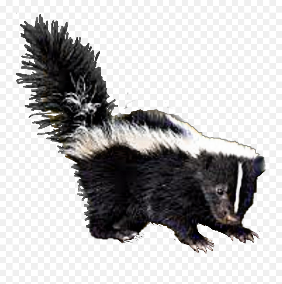 Skunk Sticker - Transparent Skunk Png Emoji,Skunk Emoji