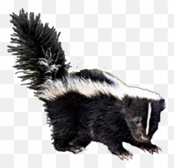 Skunk Sticker - Transparent Skunk Png Emoji,Skunk Emoji