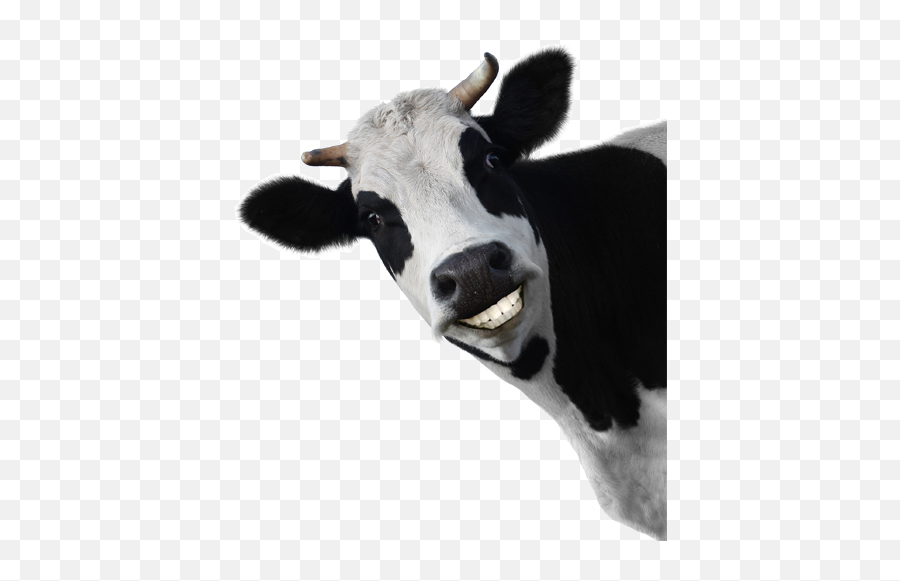 Cute Cow Png Image - Fin Construir Transparent Background Dairy Cow Clipart Emoji,Cute Little Cow Emoticon