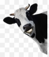 Cute Cow Png Image - Fin Construir Transparent Background Dairy Cow Clipart Emoji,Cute Little Cow Emoticon