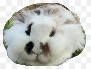 Discover Trending - Soft Emoji,Rabbit Hole Emoji