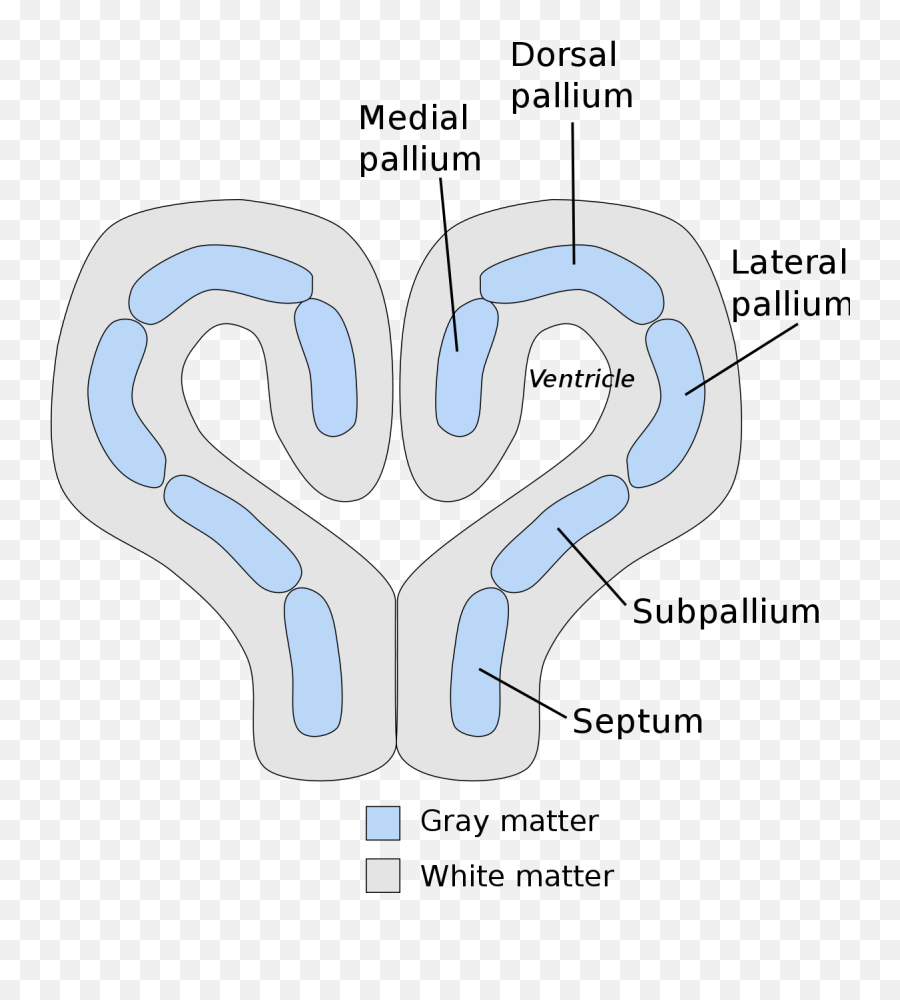 Pallium Neuroanatomy - Wikipedia Dorsal Pallium Emoji,Structures Of The Limbic System Involved With Emotions