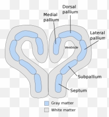 Pallium Neuroanatomy - Wikipedia Dorsal Pallium Emoji,Structures Of The Limbic System Involved With Emotions