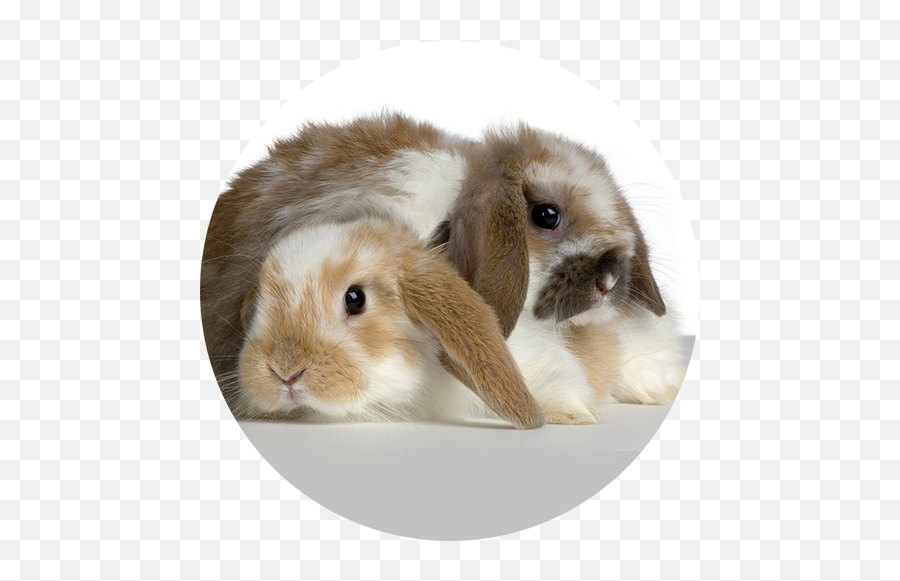 El Lenguaje De Los Conejos - Lapin Belier Fond Blanc Emoji,Emoticon Saca Lengua Y Ando Besito