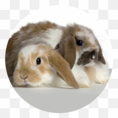 El Lenguaje De Los Conejos - Lapin Belier Fond Blanc Emoji,Emoticon Saca Lengua Y Ando Besito