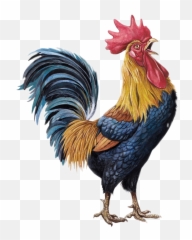Trending Hen Stickers - Desenho De Animais Com Penas Emoji,Rooster + Chicken Leg Emoji