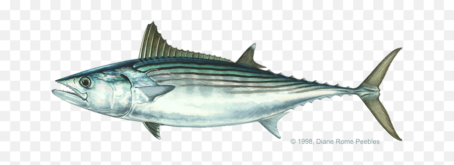 Sarda Sarda - Black Skipjack Emoji,Bluefish Emojis