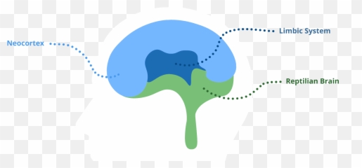 Looks Do Matter Wolters Kluwer - For Adult Emoji,Part Of The Brain For Emotions