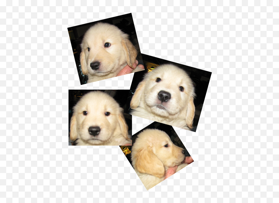 Evaluationsstacksfaces 7 Weeks - Northern Breed Group Emoji,Labrador Retriever Happy Birthday Emoticon