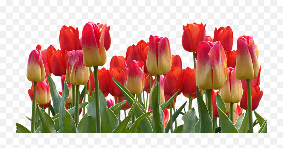 Red Tulip Bouquet Png Transparent Image Png Mart Emoji,Boque Emojis