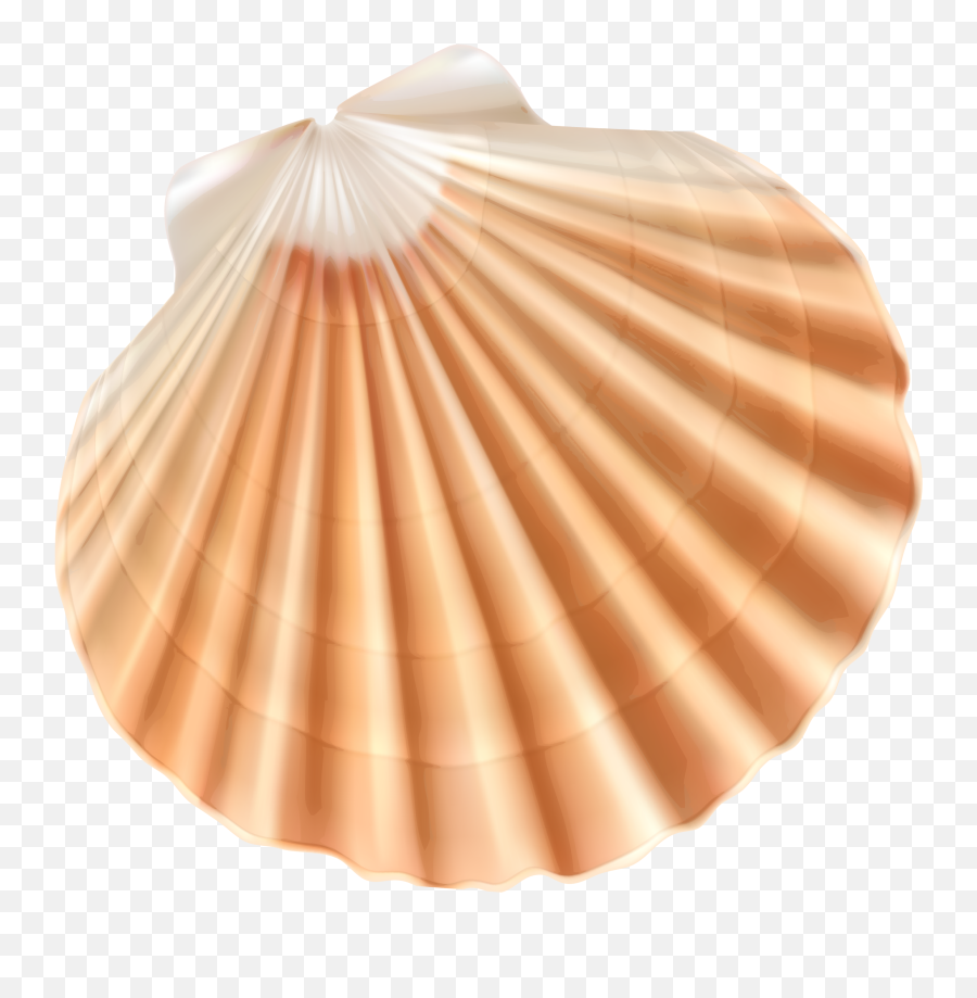 Seashell Clam Clip Art - Transparent Background Seashell Png Emoji,Conch Shell Emoji