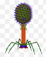 Bacteriophage - T4 Bacteriophage Emoji,Flip This Table Wikipedia Emoticon