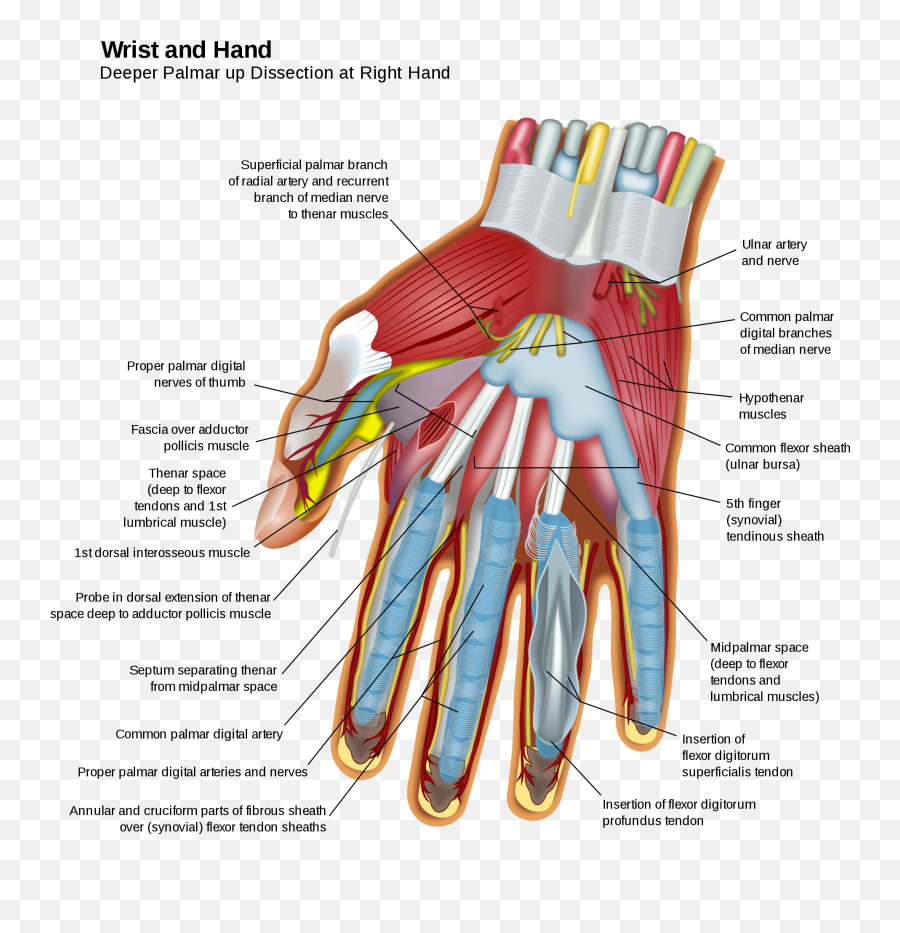 Blood Hand Png - Hand Anatomy Emoji,Blood Hand Emojis Png