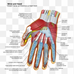 Blood Hand Png - Hand Anatomy Emoji,Blood Hand Emojis Png
