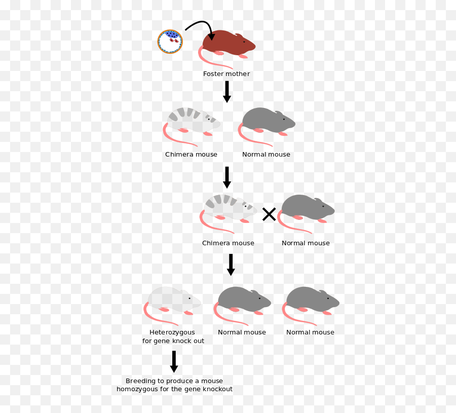 Methods Used To Study Memory - Wikiwand Transgenic Homozygous Emoji,What Emotions Do Dogs Have Sharon Maguire