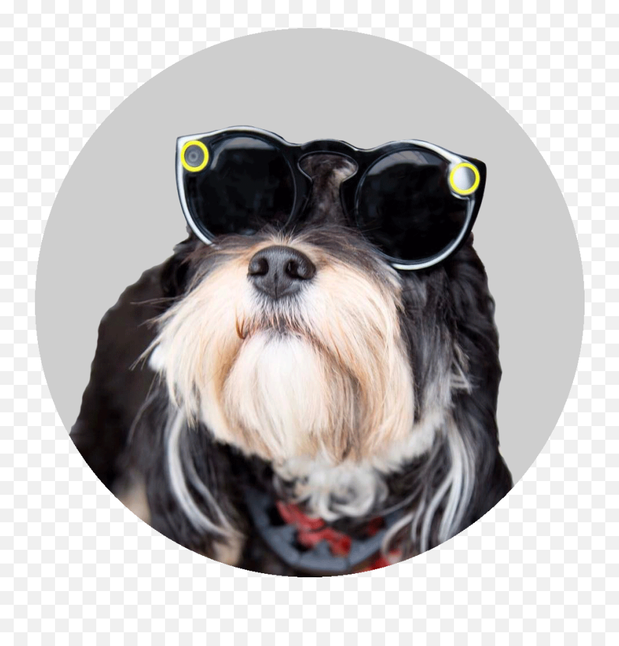 Dog Puppy Sticker - Vulnerable Native Breeds Emoji,Mini Schnauzer Emojis
