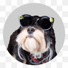 Dog Puppy Sticker - Vulnerable Native Breeds Emoji,Mini Schnauzer Emojis