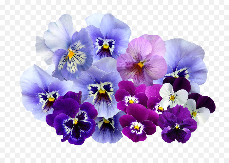 900 Free Violet U0026 Background Illustrations - Pixabay Pansy Flower Png Emoji,Violet Flower Emoji