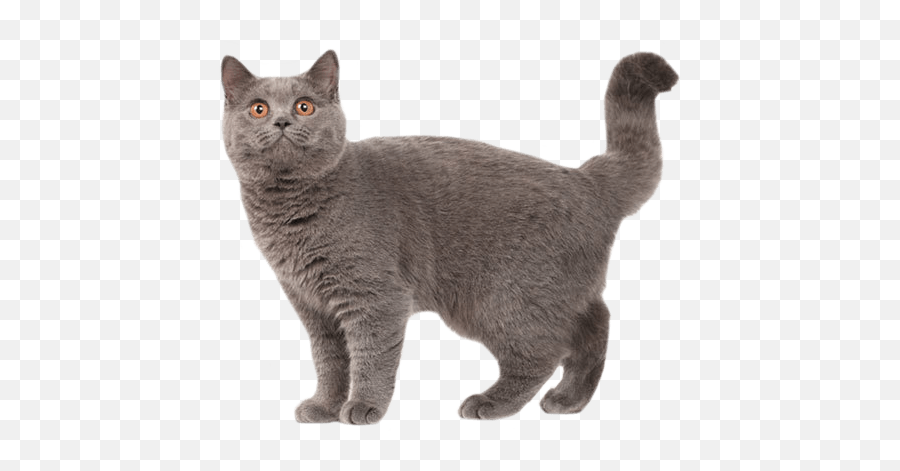 British Shorthair Personality Temperament And Lifespan Emoji,Smiley Emoticon Licking Puppy