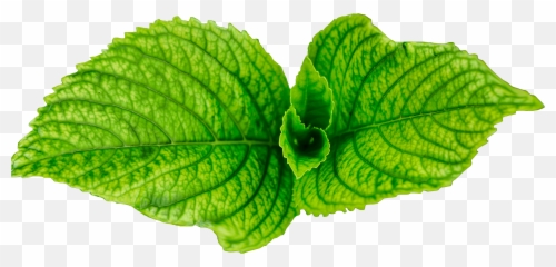 The Most Edited Herb Picsart Emoji,All Iphone Emojis Npg