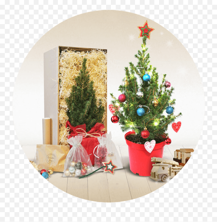 Holly Berry Trees - Mini Sustainable Christmas Trees In Pots Emoji,Minature Christmas Emoticons