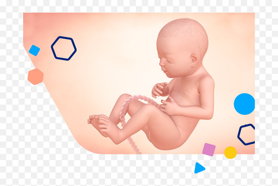 27 Weeks Pregnant Baby Size Symptoms U0026 Tips Enfamil Emoji,Wbat Emotion Rhymes With Mum