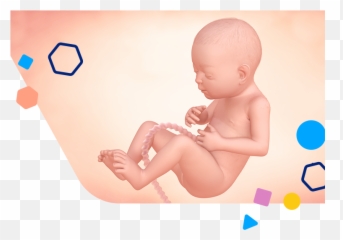27 Weeks Pregnant Baby Size Symptoms U0026 Tips Enfamil Emoji,Wbat Emotion Rhymes With Mum
