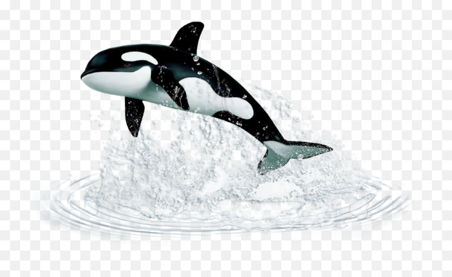 Popular And Trending - Orka Kit Ubica Emoji,Killer Whale Emoji