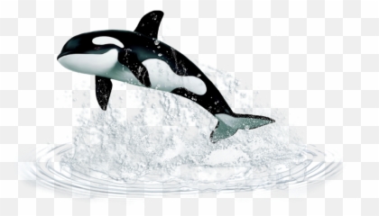 Popular And Trending - Orka Kit Ubica Emoji,Killer Whale Emoji