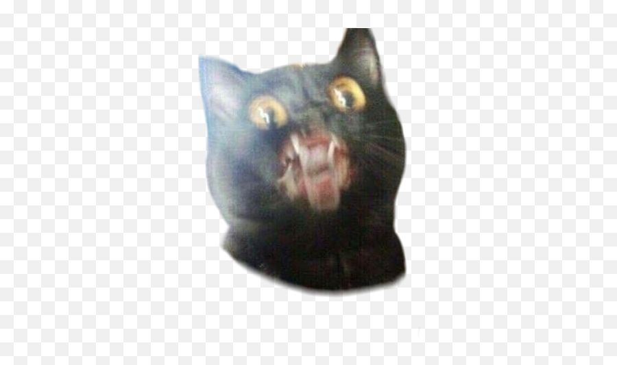 Funny - Funny Cat Png Emoji,Cat Emoji Meme