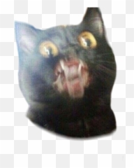 Funny - Funny Cat Png Emoji,Cat Emoji Meme