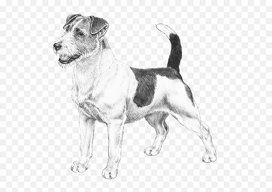 Jack Russell Terrier - Working Terrier Emoji,Jack Russell Emoji