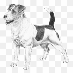 Jack Russell Terrier - Working Terrier Emoji,Jack Russell Emoji