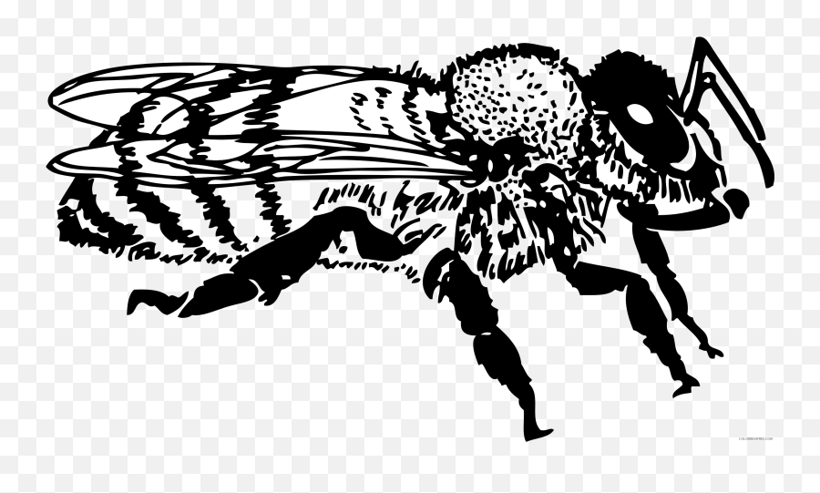 Honey Bee Coloring Pages Honey Bee 1 Bpng Printable - Insect Bee Clipart Black And White Emoji,Honey Bee Emoji