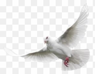 Dove Png Hd Transparent Background - Dove Png Hd Emoji,Dove Emojis App
