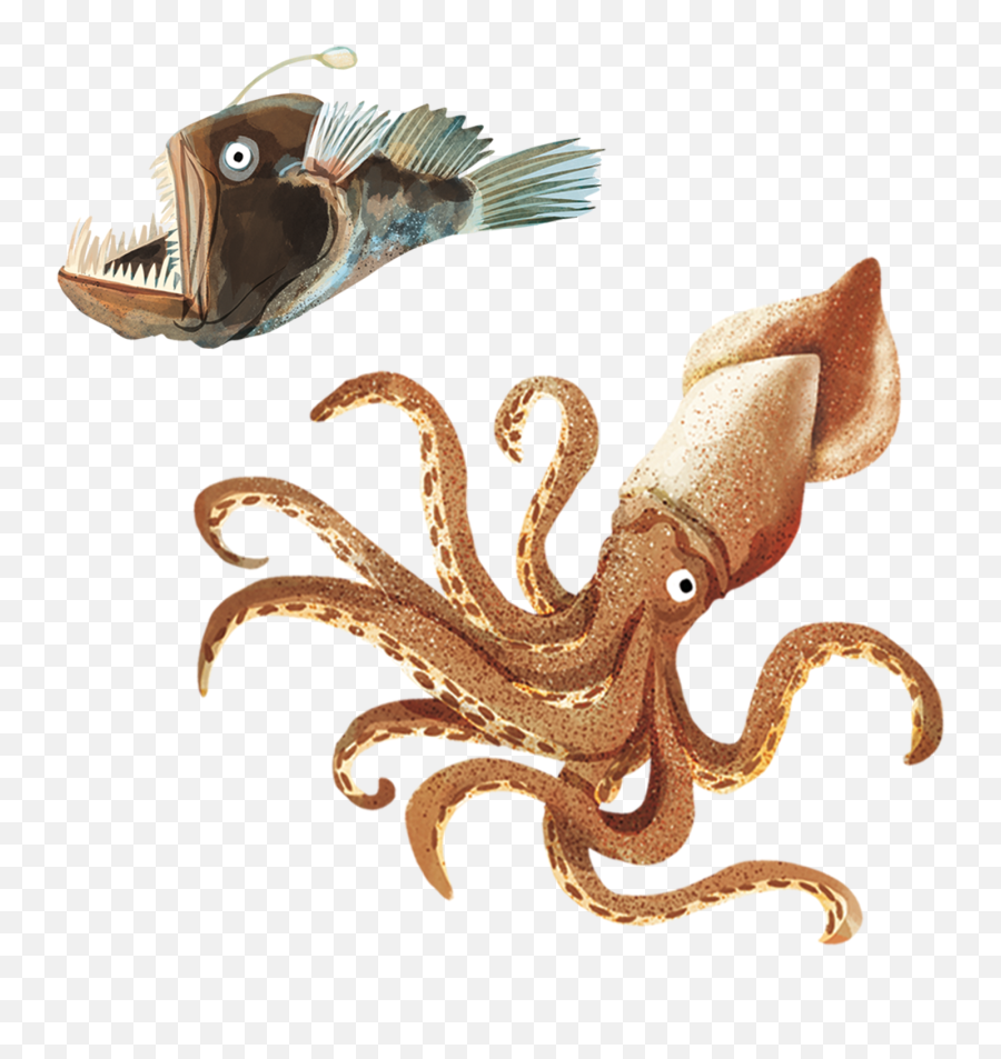 Usborne Publishing - Common Octopus Emoji,Octopus Changing Color To Match Emotion