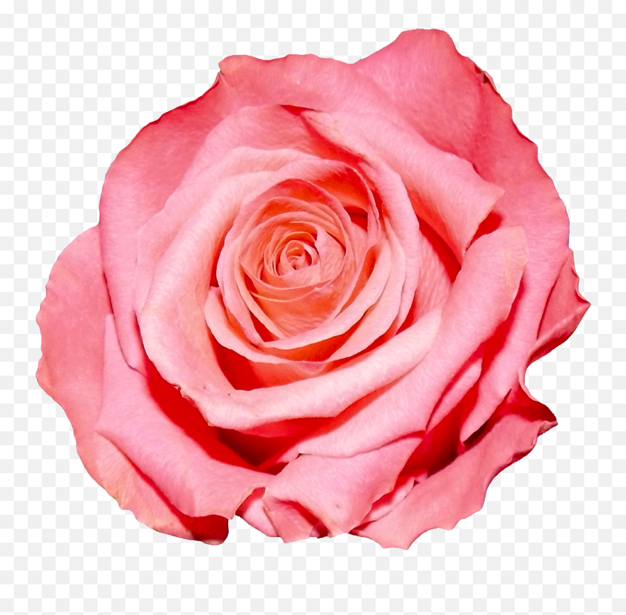 Rose Png Hd Images Free Rose Clipart Download - Free Transparent Background Pink Rose Png Emoji,Pink Rose Emoji